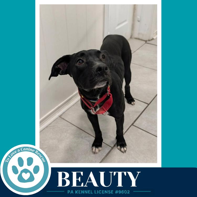Enlarge Beauty 100326, a Adoptable mixed breed in Kimberton, PA image 3/3