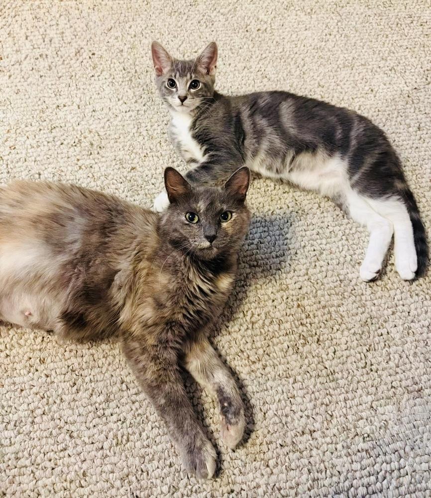Rumours: The Chain, a Adoptable mixed breed in Warren, CT image 2/6