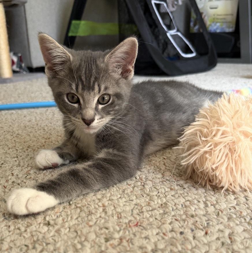 Rumours: The Chain, Adoptable, Kitten Male Tabby.