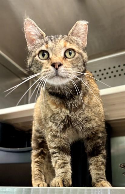 OPHELIA, Adoptable, Adult Female Domestic Short Hair.