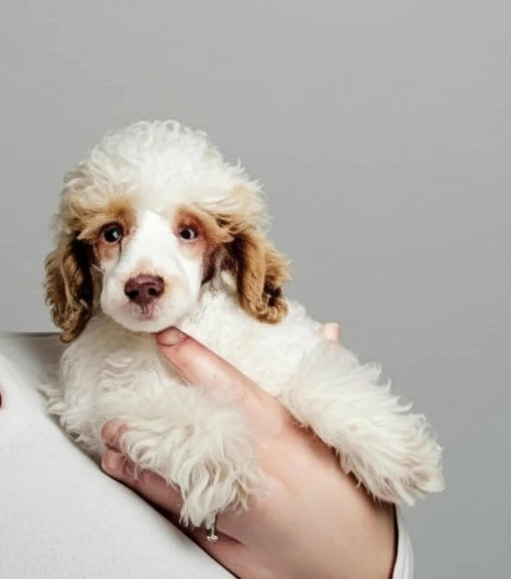 Potter, Adoptable, Puppy Male Miniature Poodle.