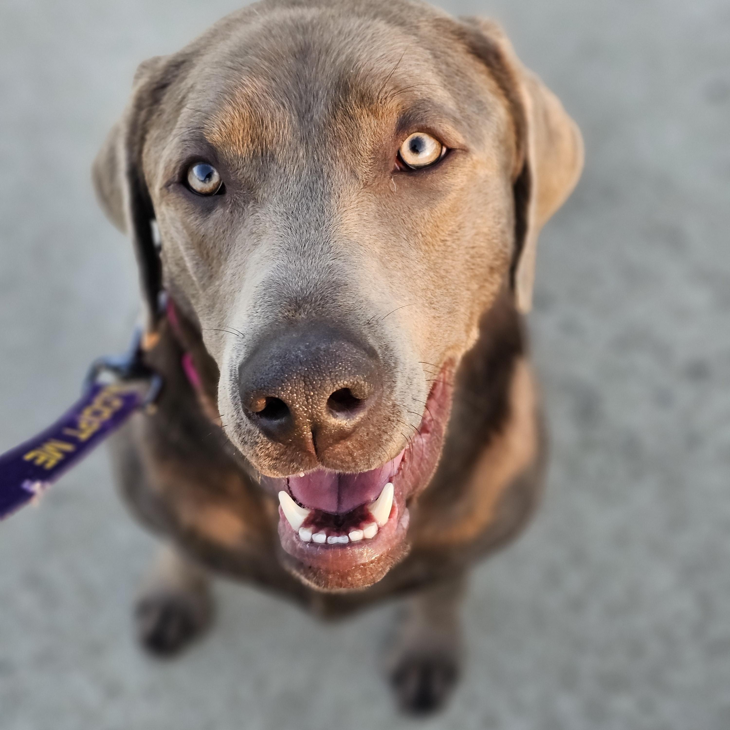 Lucy Springfield , adopted, Adult Female Labrador Retriever.