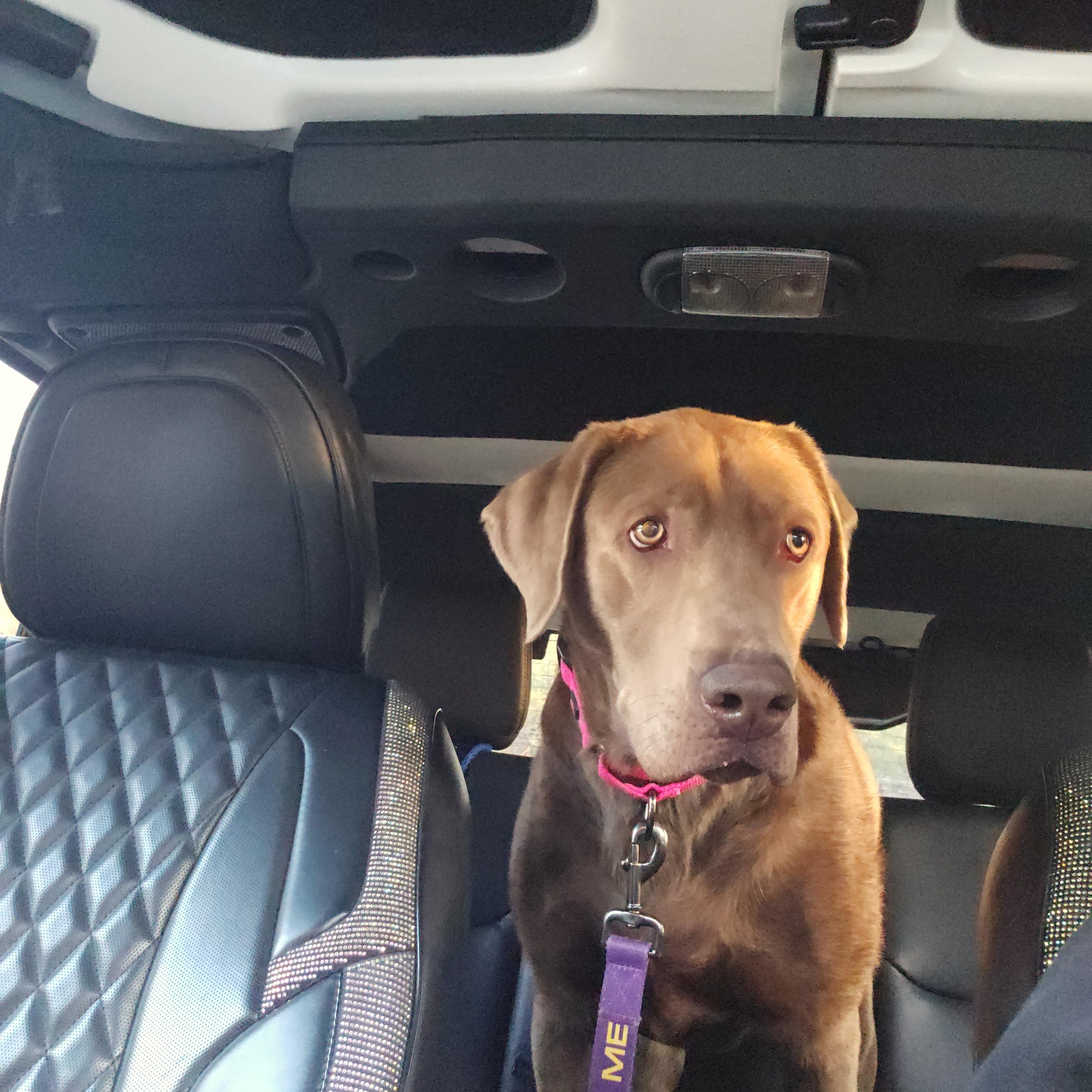 Enlarge Lucy Springfield , an adopted Labrador Retriever in Springfield , IL image 5/6