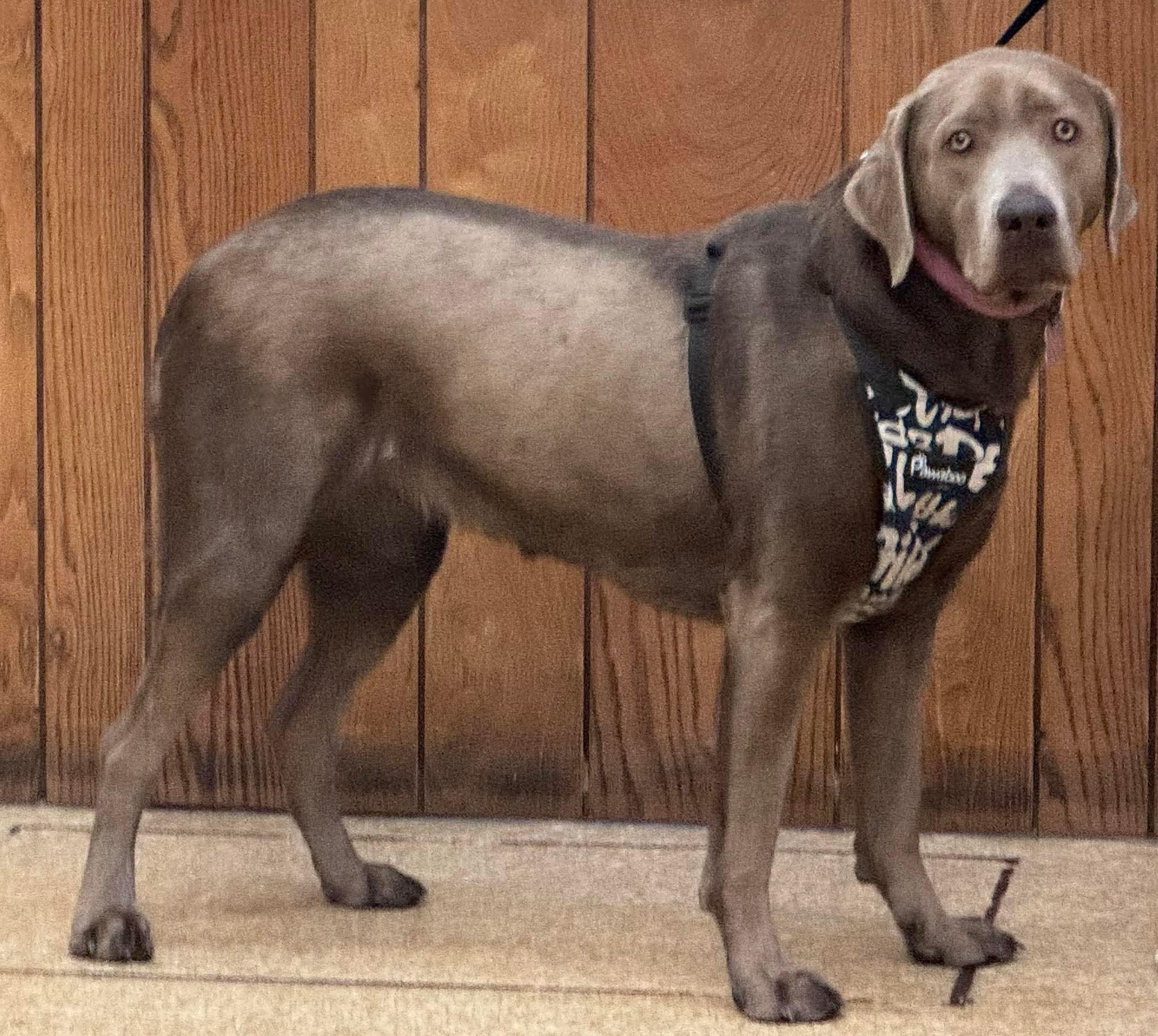 Enlarge Lucy Springfield , an adopted Labrador Retriever in Springfield , IL image 3/6