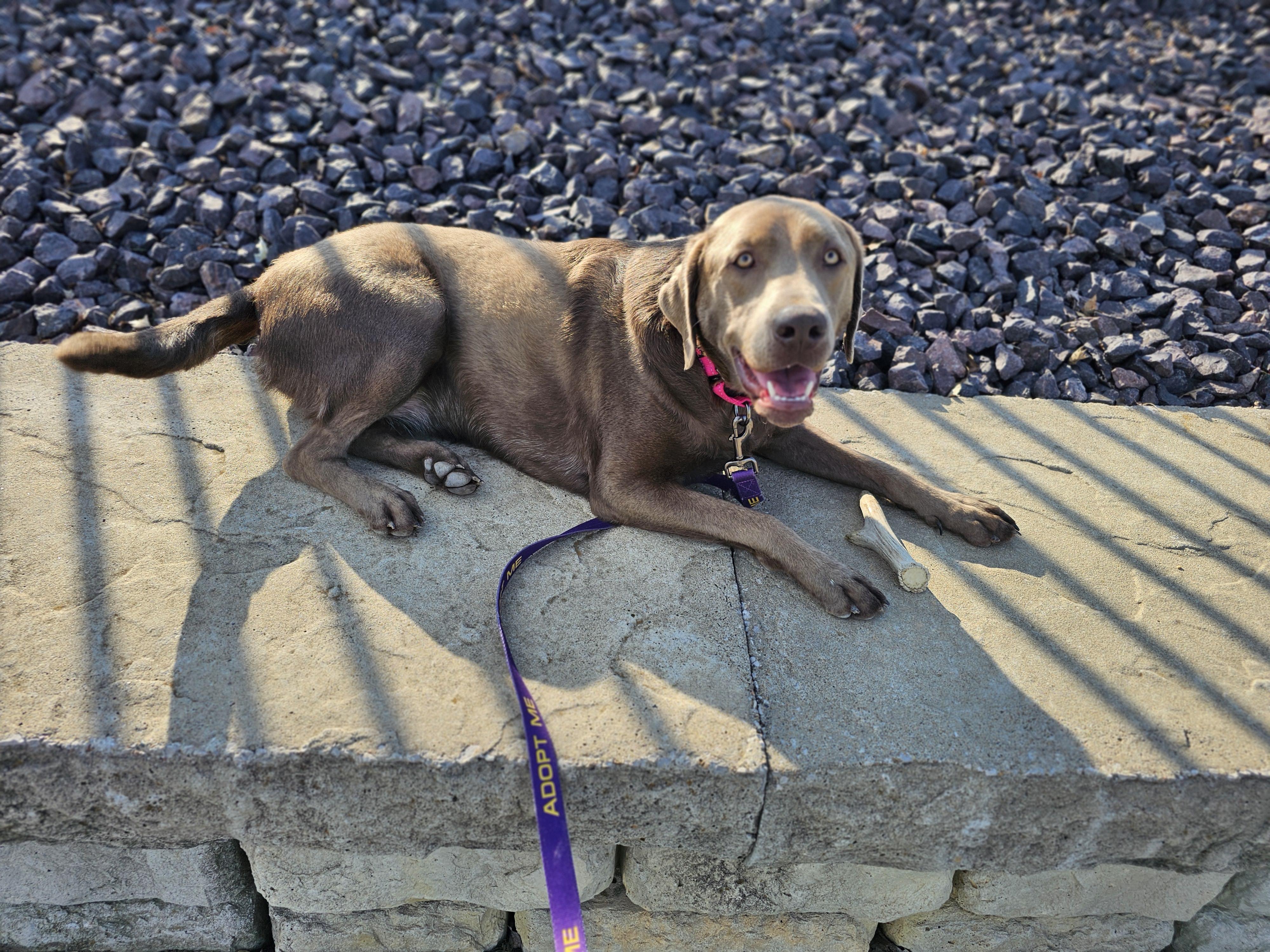 Enlarge Lucy Springfield , an adopted Labrador Retriever in Springfield , IL image 6/6
