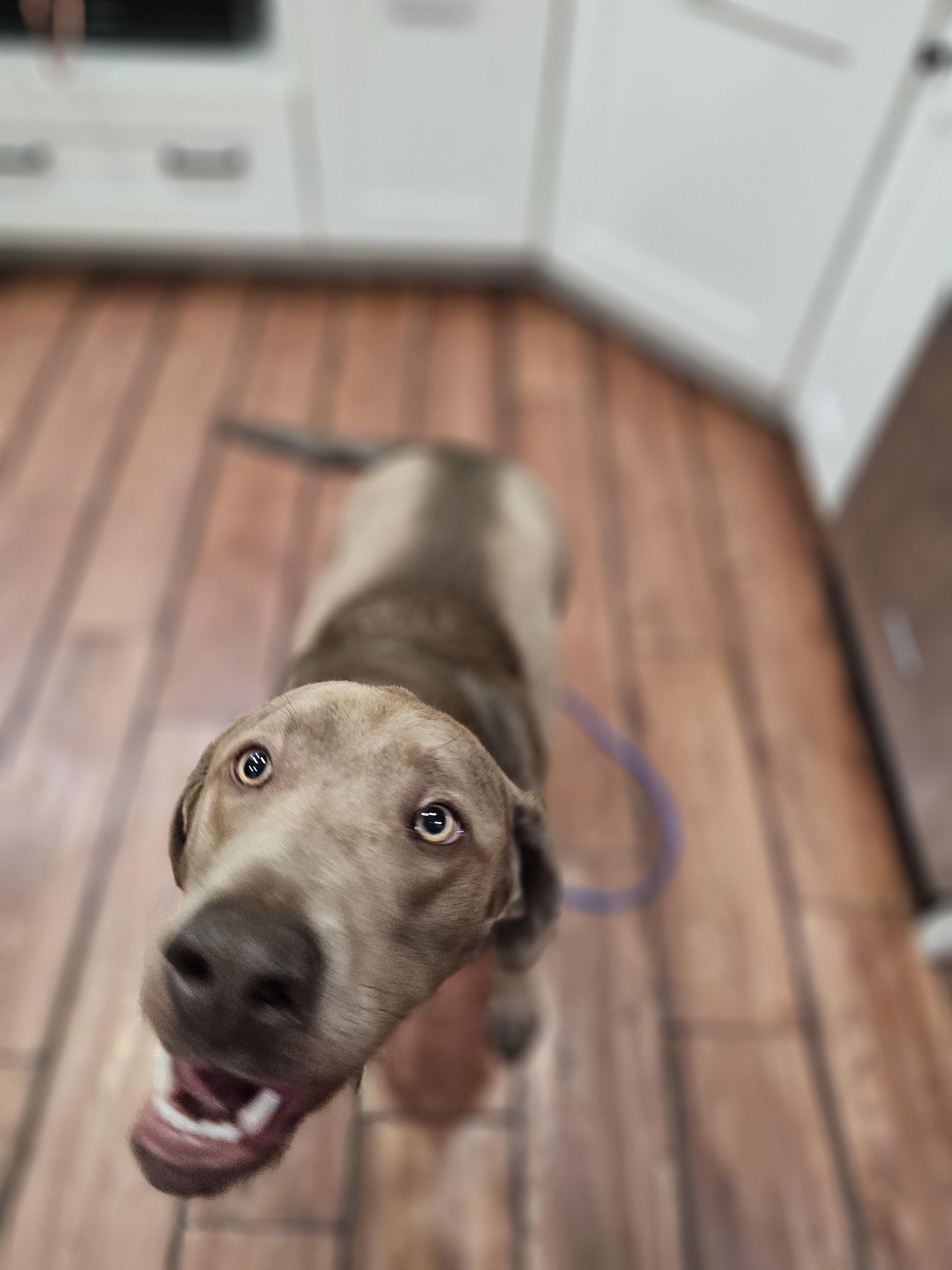 Enlarge Lucy Springfield , an adopted Labrador Retriever in Springfield , IL image 4/6