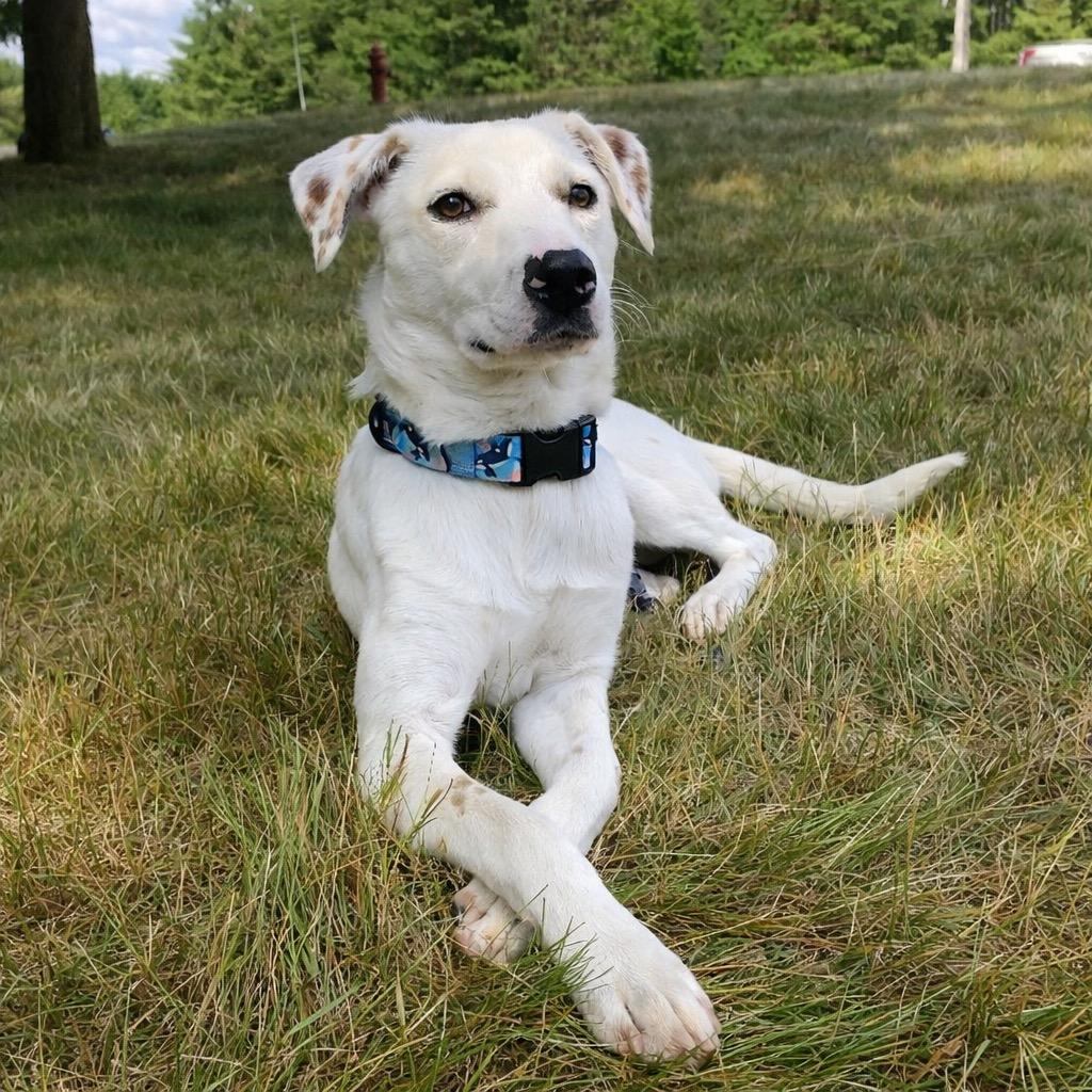 Penney - LOCAL in CT, Adoptable, Young Female Australian Cattle Dog / Blue Heeler.