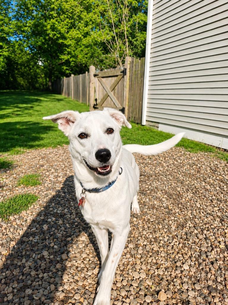 Enlarge Penney - LOCAL in CT, a Adoptable mixed breed in Princeton, MA image 2/6