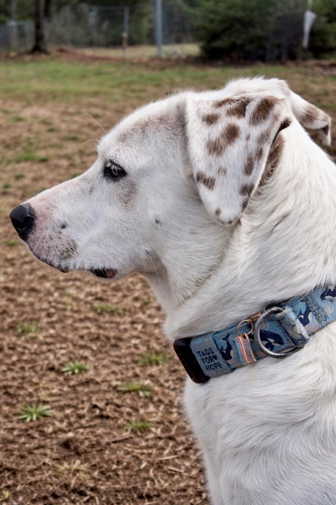 Enlarge Penney - LOCAL in CT, a Adoptable mixed breed in Princeton, MA image 3/6