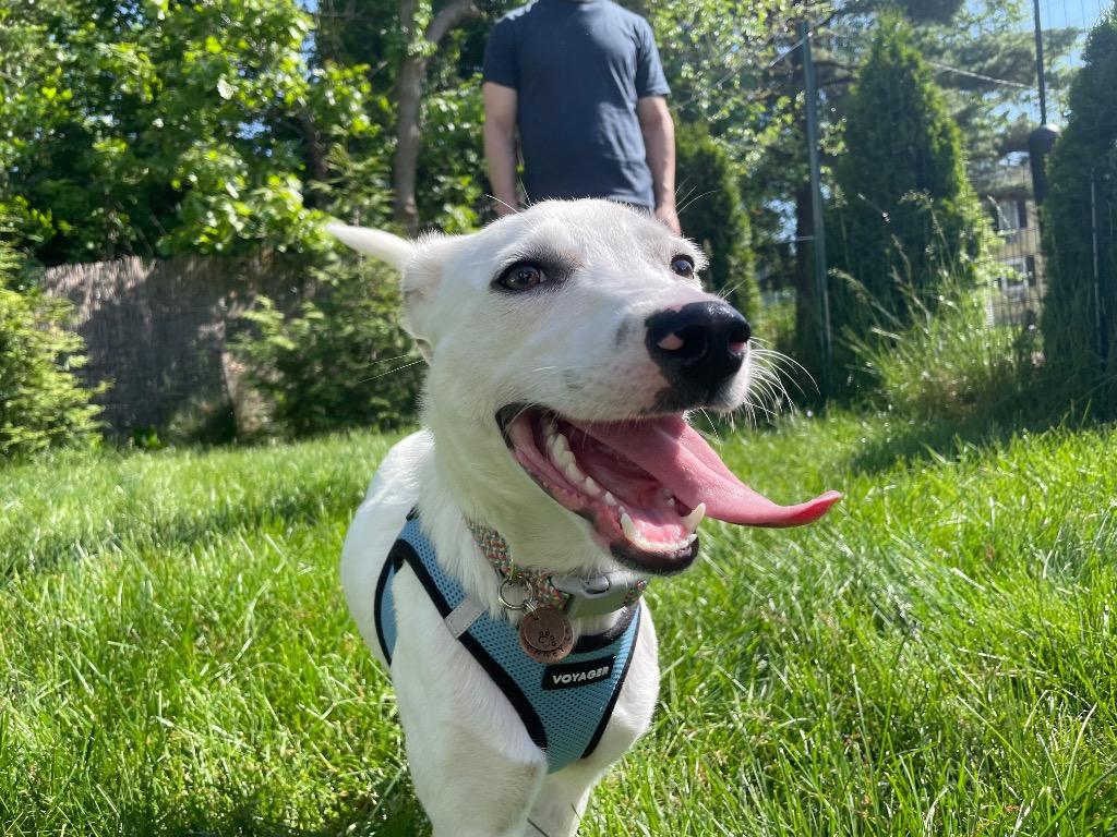 Enlarge Penney - LOCAL in CT, a Adoptable mixed breed in Princeton, MA image 4/6