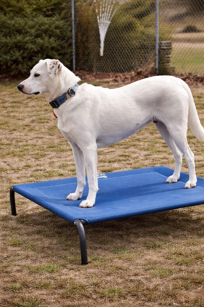 Enlarge Penney - LOCAL in CT, a Adoptable mixed breed in Princeton, MA image 5/6
