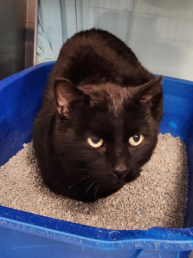 Enlarge Stew, a Adoptable mixed breed in Grand Forks, ND image 1/1