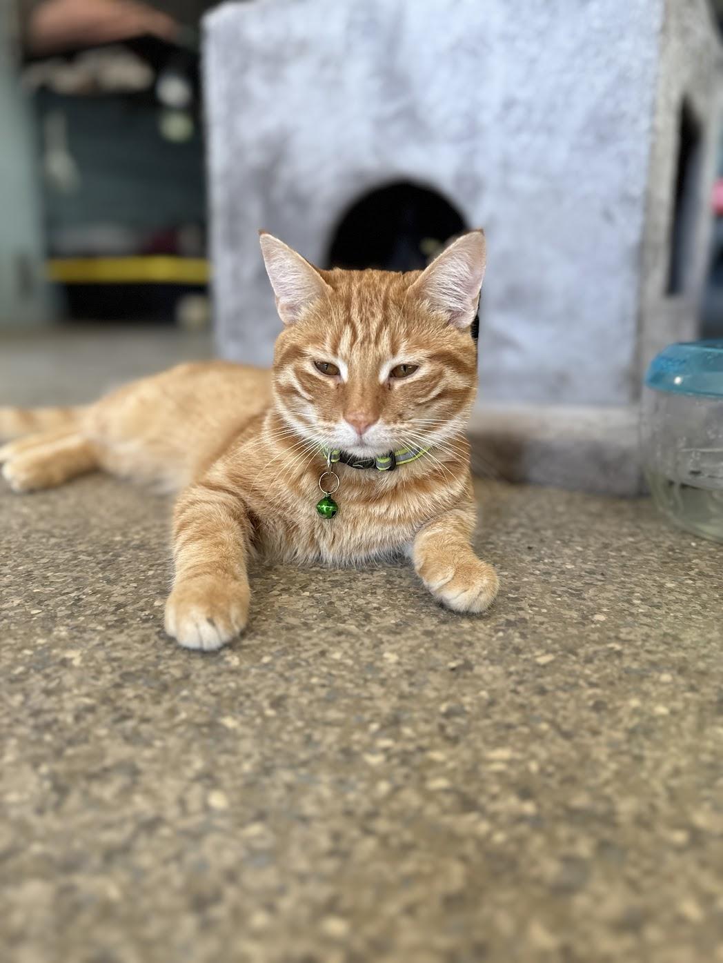 Cheddar