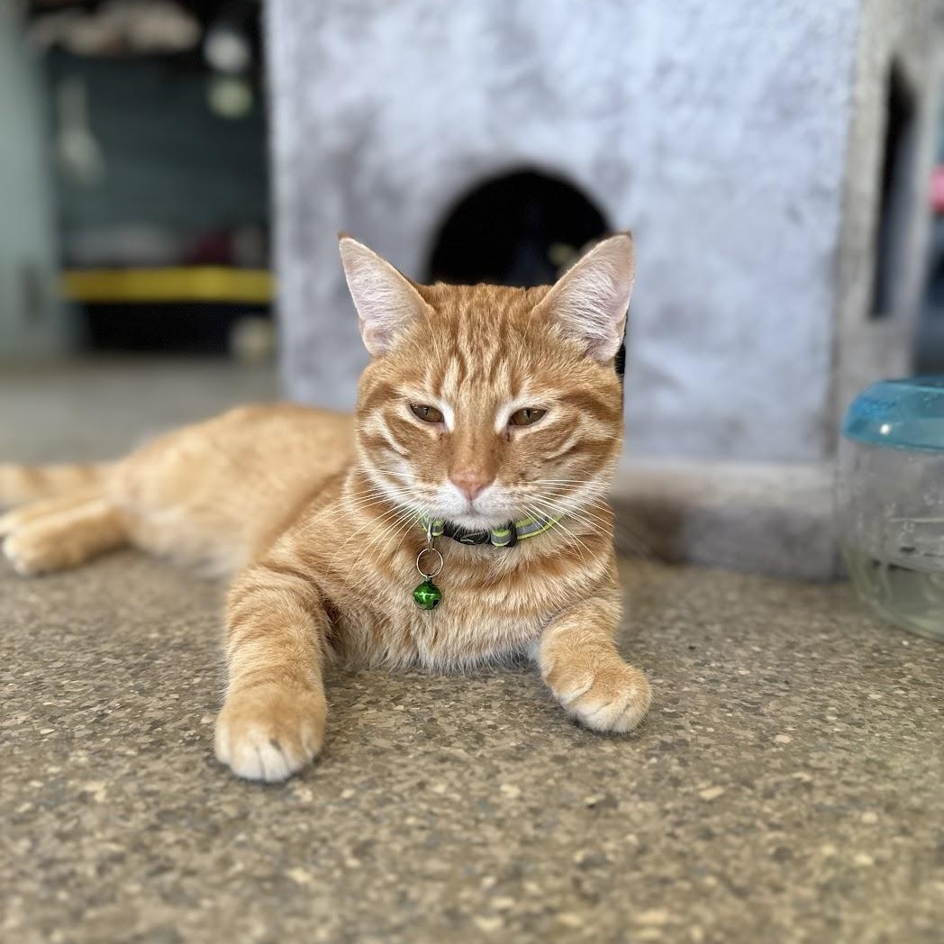 Cheddar