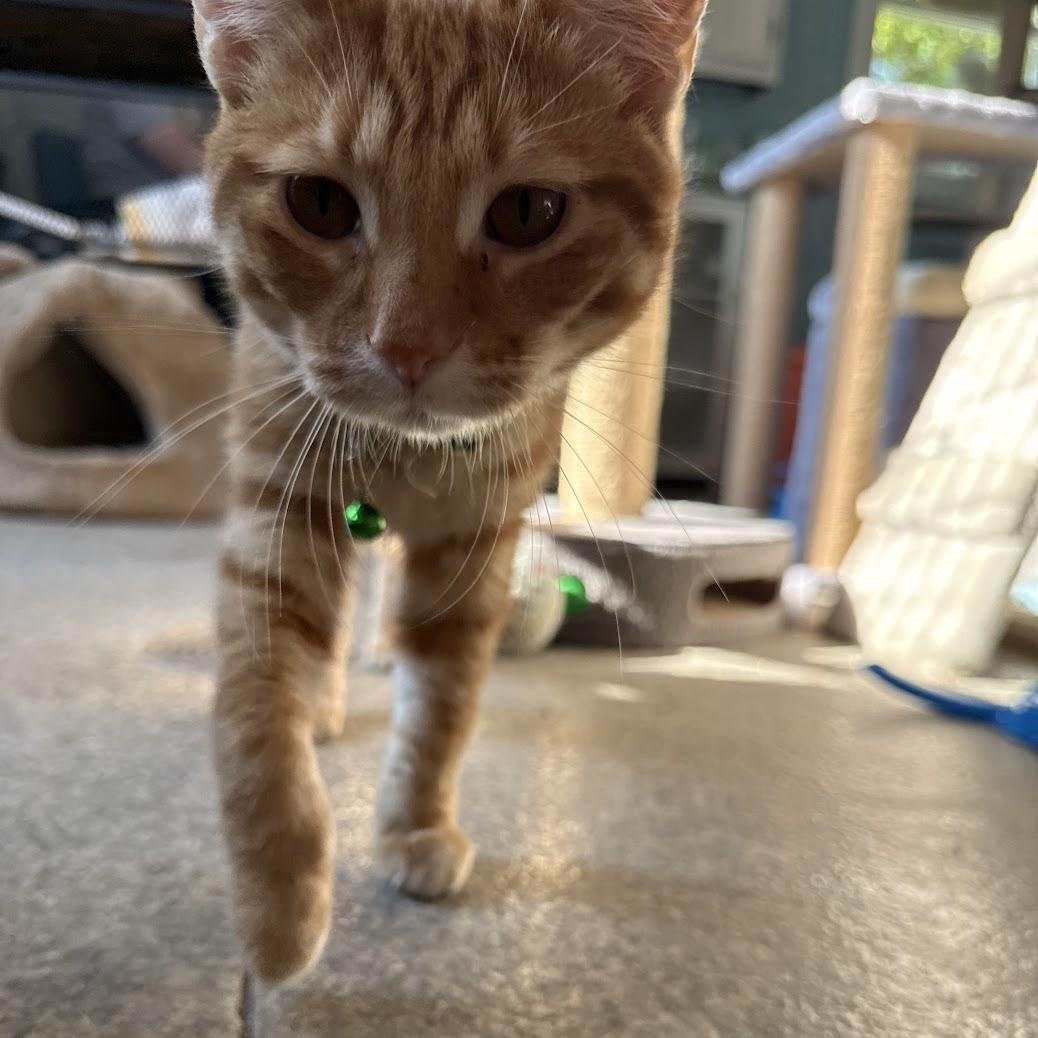 Cheddar