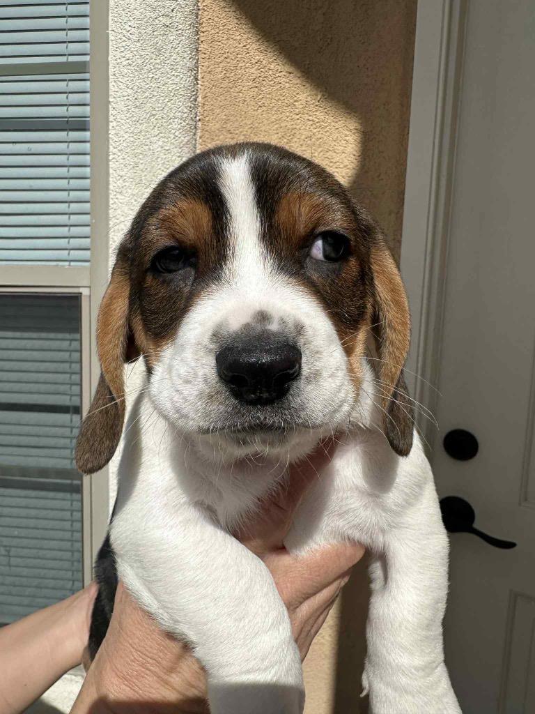 Ham, Adoptable, Puppy Female Basset Hound.