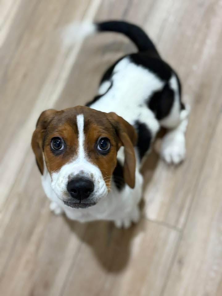 Ham, a Adoptable mixed breed in Bristol, WI image 3/3