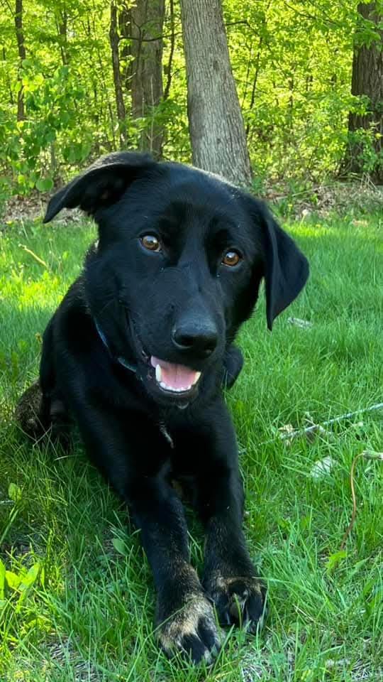 Olive