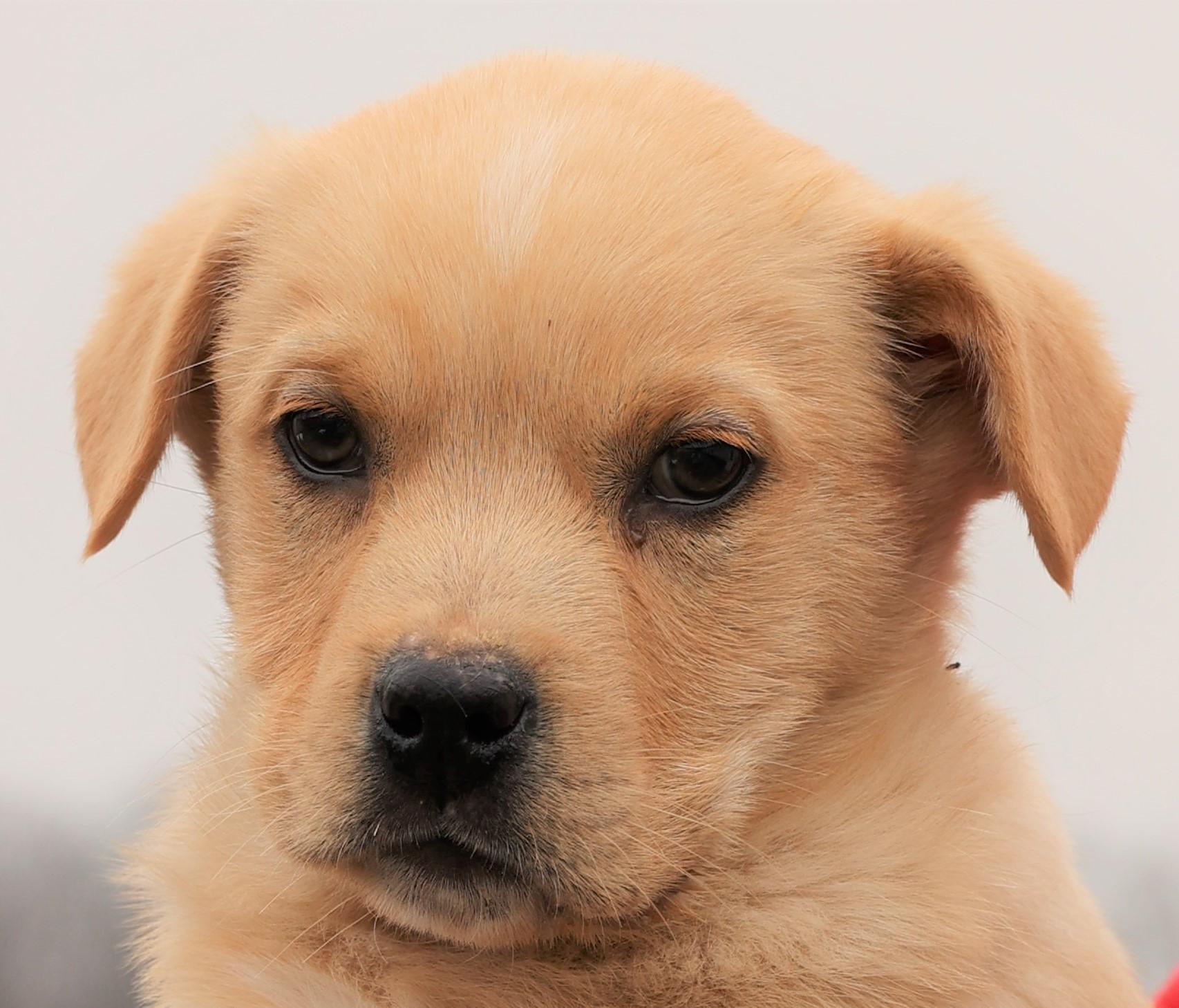 Enlarge Kieffer-Available 3/1@Petsmart! www.lhar.dog to apply! , an adoptable mixed breed in Frederick, MD image 2/5