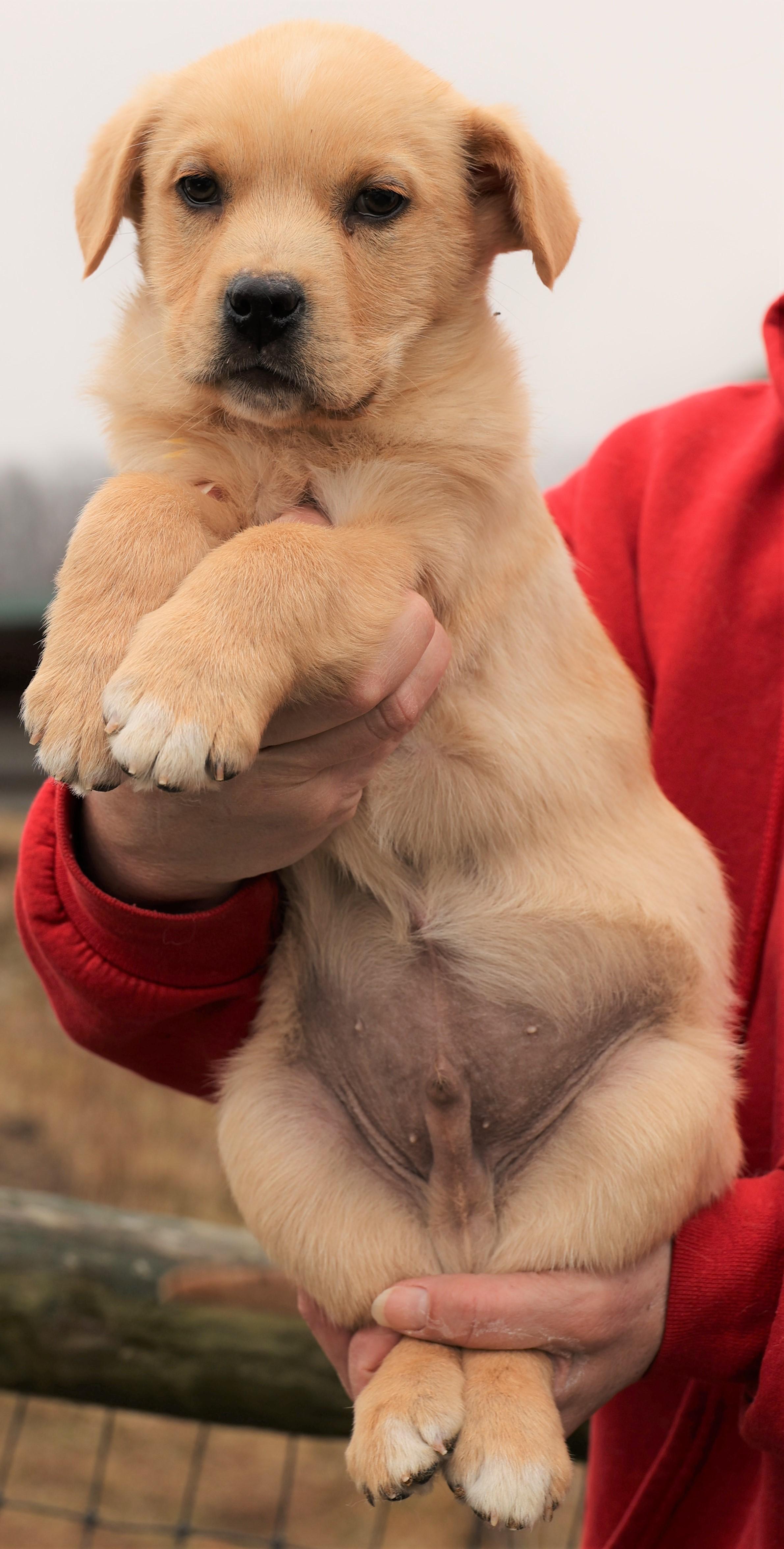 Enlarge Kieffer-Available 3/1@Petsmart! www.lhar.dog to apply! , an adoptable mixed breed in Frederick, MD image 5/5