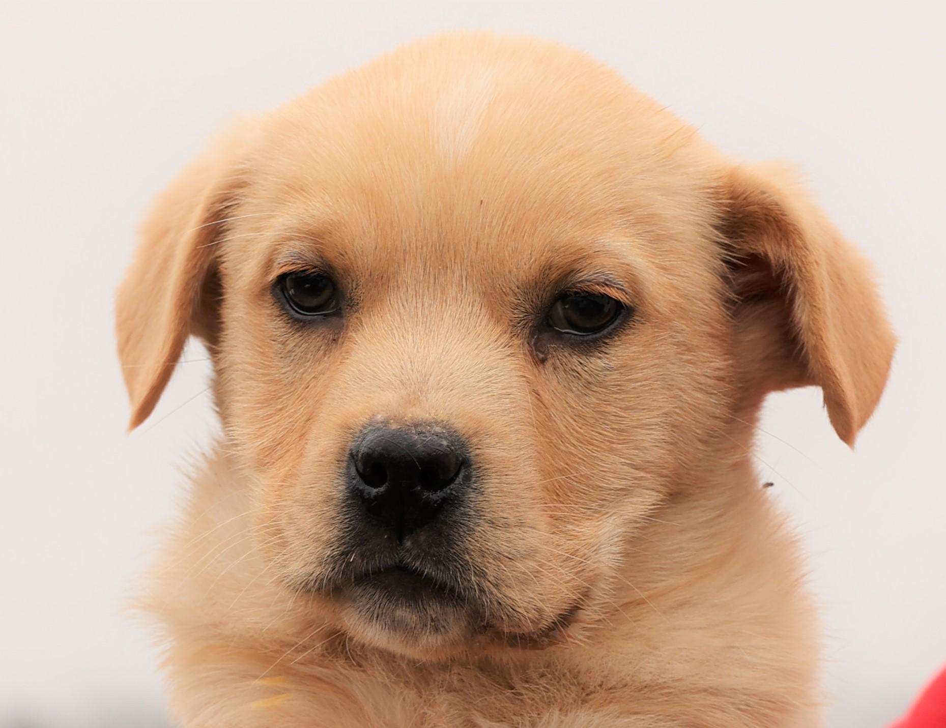 Enlarge Kieffer-Available 3/1@Petsmart! www.lhar.dog to apply! , an adoptable mixed breed in Frederick, MD image 1/5