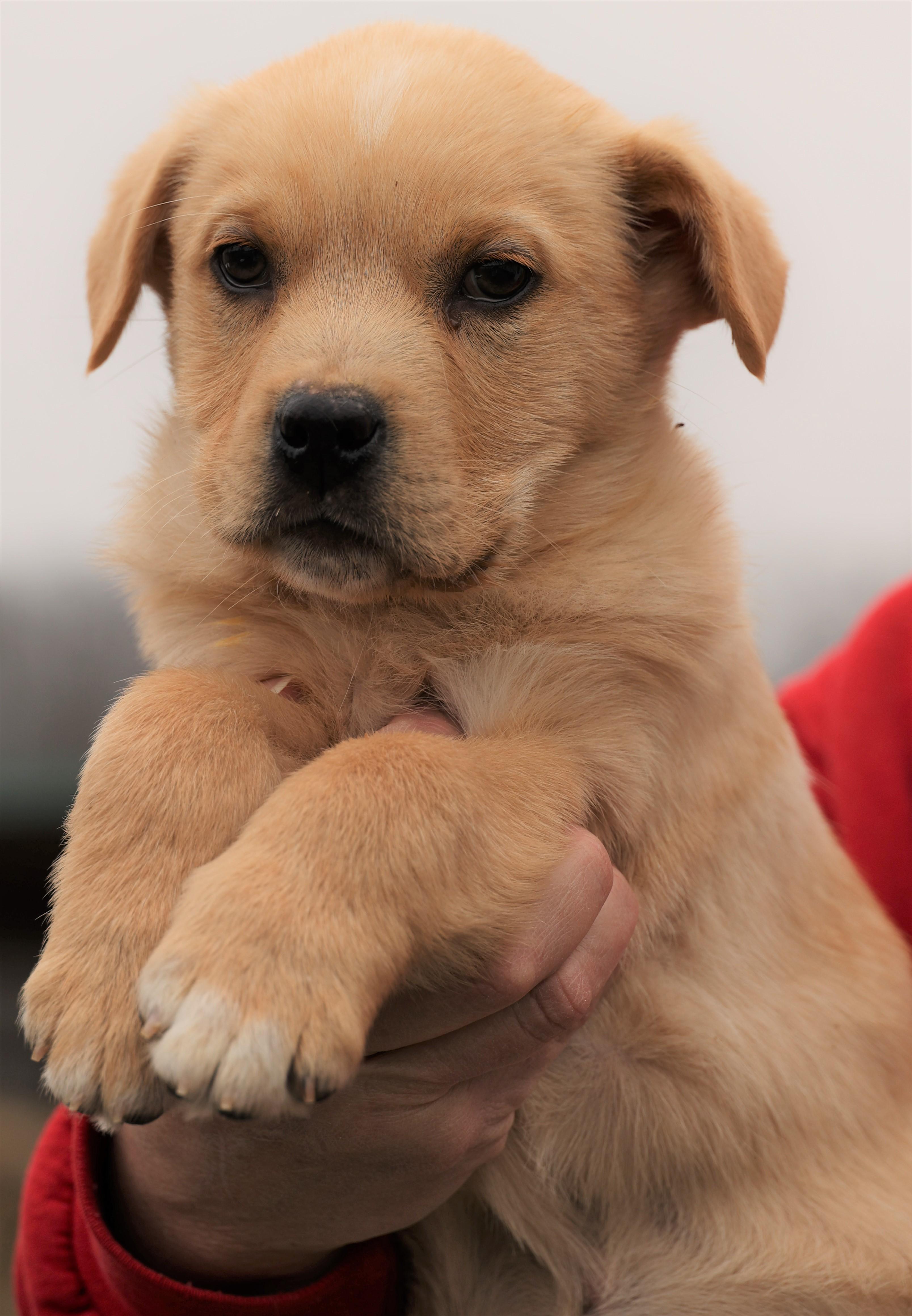 Enlarge Kieffer-Available 3/1@Petsmart! www.lhar.dog to apply! , an adoptable mixed breed in Frederick, MD image 3/5
