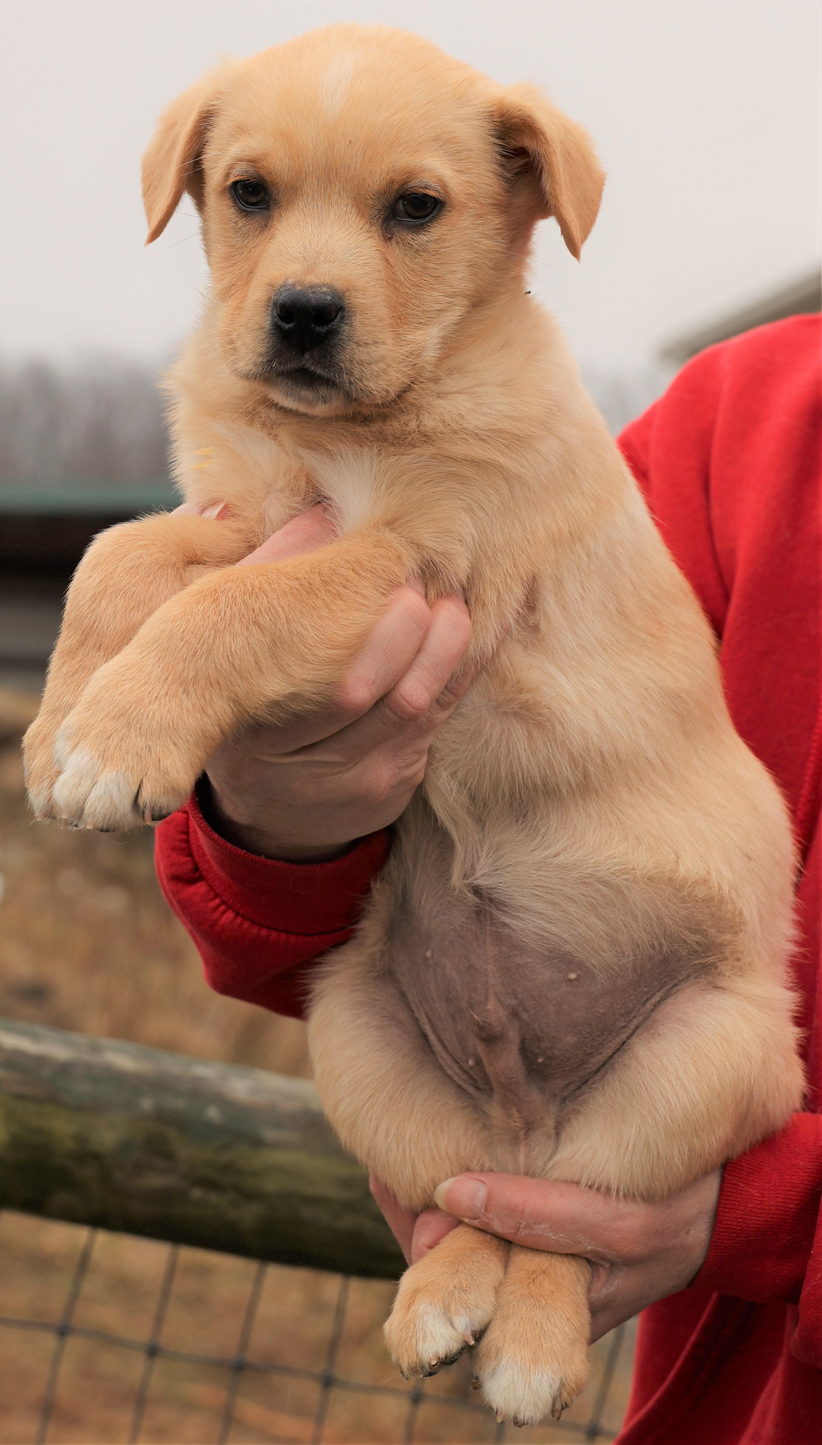 Enlarge Kieffer-Available 3/1@Petsmart! www.lhar.dog to apply! , an adoptable mixed breed in Frederick, MD image 4/5