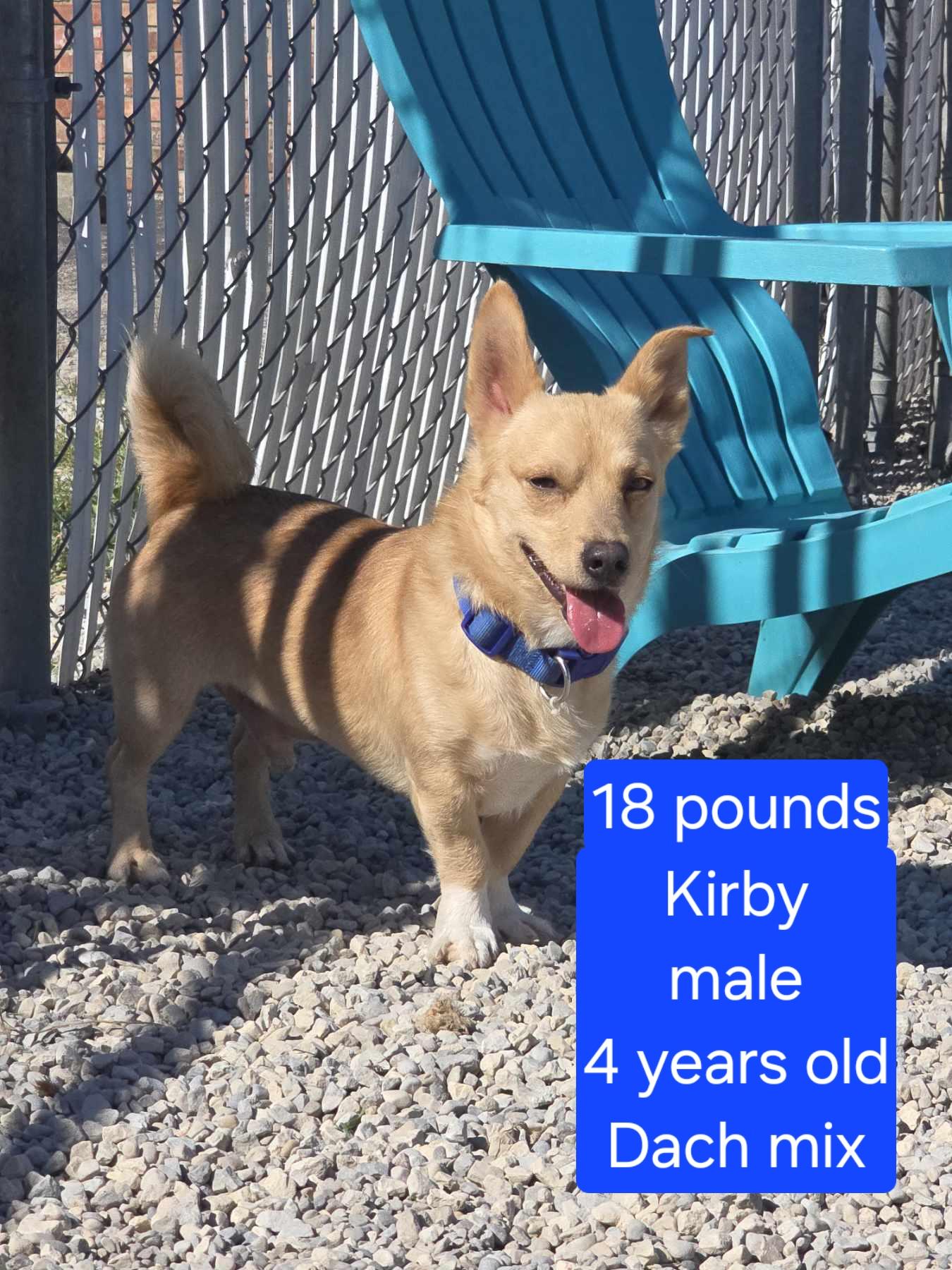 Kirby, Adoptable, Adult Male Dachshund.