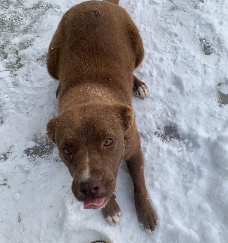 Enlarge Sugar Plum, a ADOPTABLE mixed breed in wetaskiwin, AB image 1/1