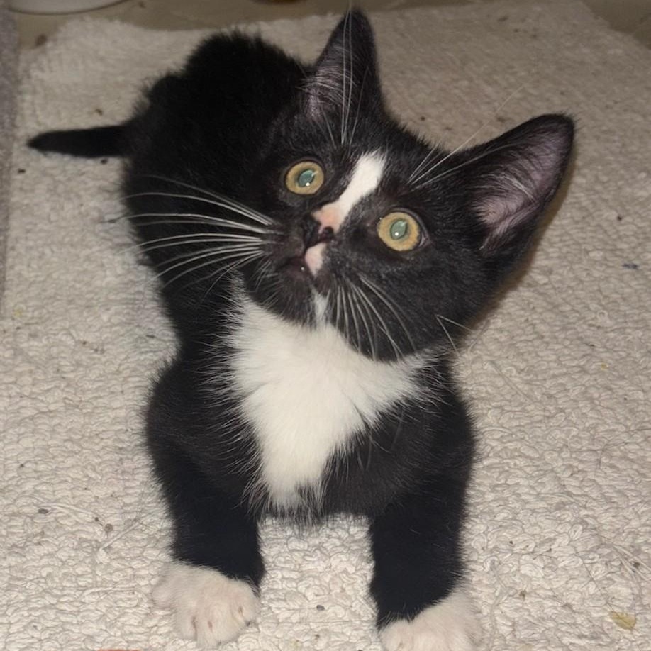 Poe, Baby Male Domestic Short Hair