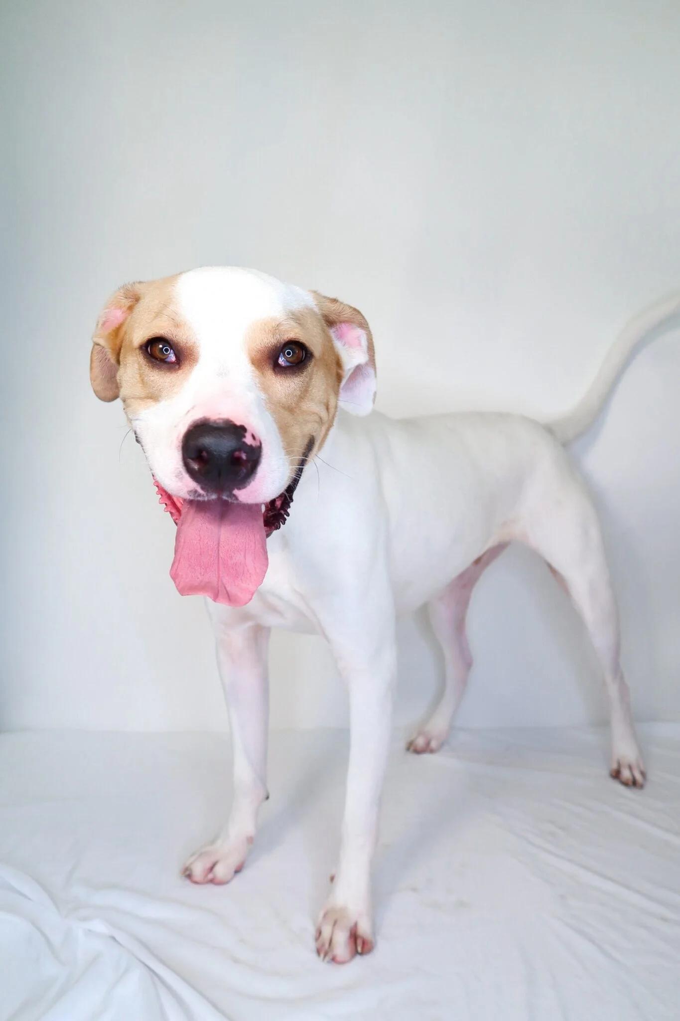 Gus, Adoptable, Young Male Pit Bull Terrier.