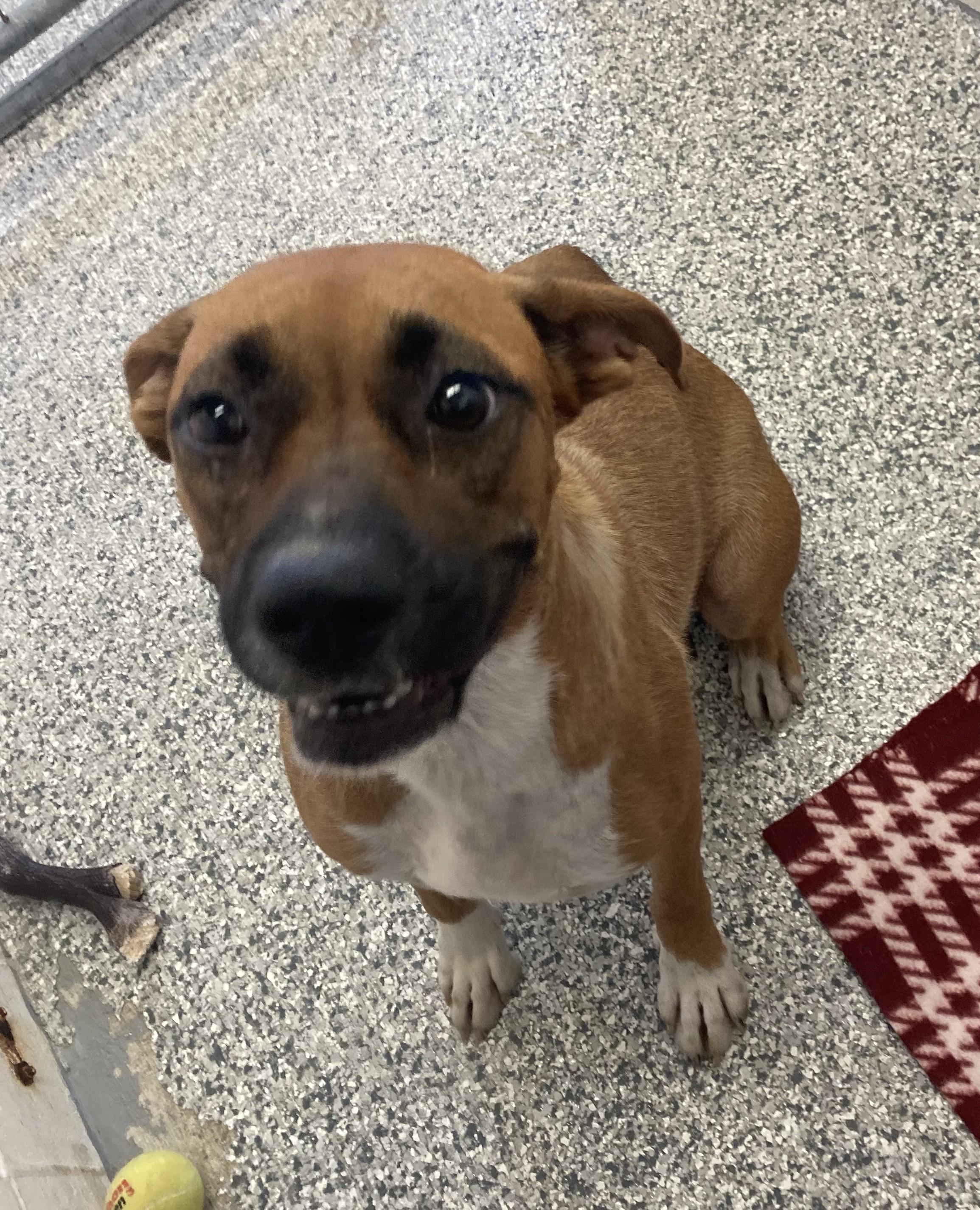Laila, Adopted, Adult Female Boxer.