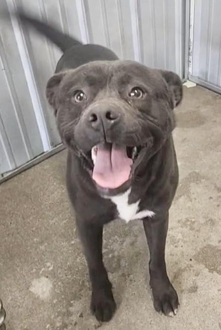 Enlarge Charlie- URGENT!, a Adopted mixed breed in Louisville, KY image 1/2