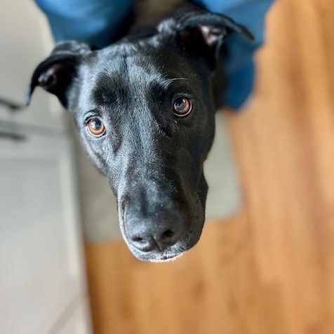 Enlarge Ziggy, a Adoptable mixed breed in Portland, ME image 4/6
