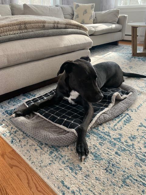 Enlarge Ziggy, a Adoptable mixed breed in Portland, ME image 6/6