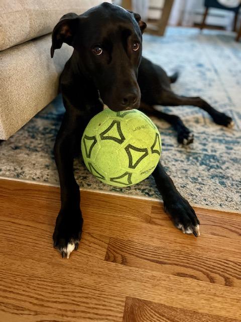 Ziggy, Adoptable, Adult Male Labrador Retriever.