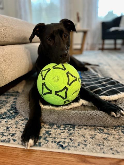 Enlarge Ziggy, a Adoptable mixed breed in Portland, ME image 5/6