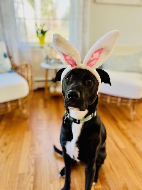 Enlarge Ziggy, a Adoptable mixed breed in Portland, ME image 2/6