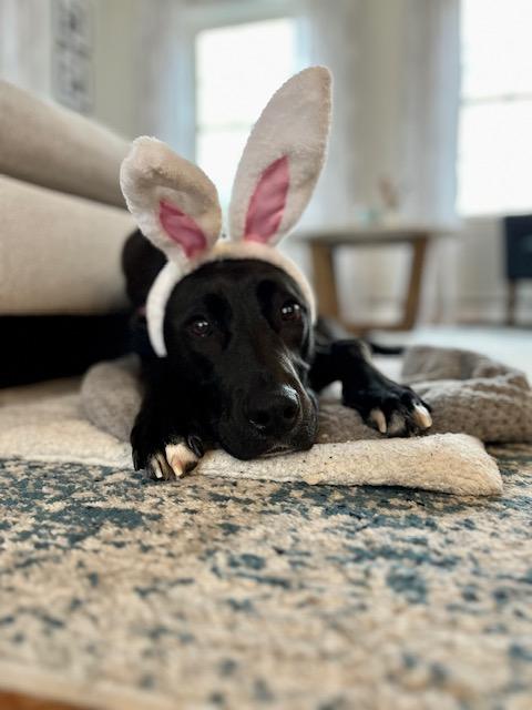 Enlarge Ziggy, a Adoptable mixed breed in Portland, ME image 3/6