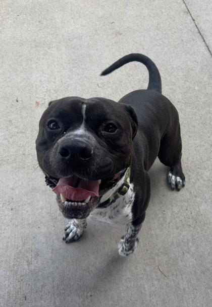 Beefcake, Adoptable, Adult Male Mixed Breed & Mixed Breed.