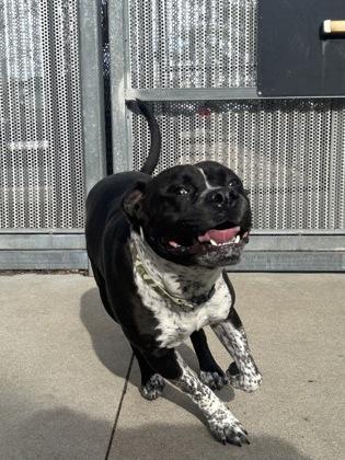 Enlarge Beefcake, a Adoptable mixed breed in Cincinnati, OH image 2/3