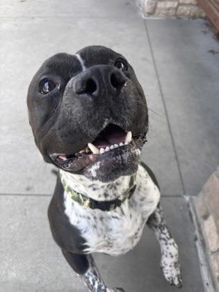 Enlarge Beefcake, a Adoptable mixed breed in Cincinnati, OH image 3/3