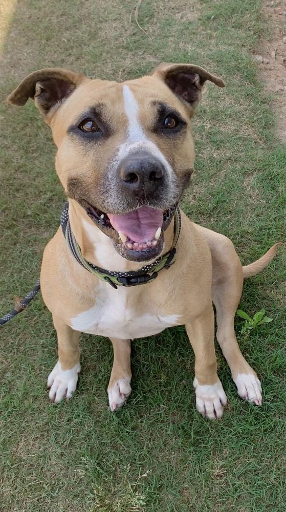 Ms. Sandy, Adopted, Young Female Black Mouth Cur & American Staffordshire Terrier.