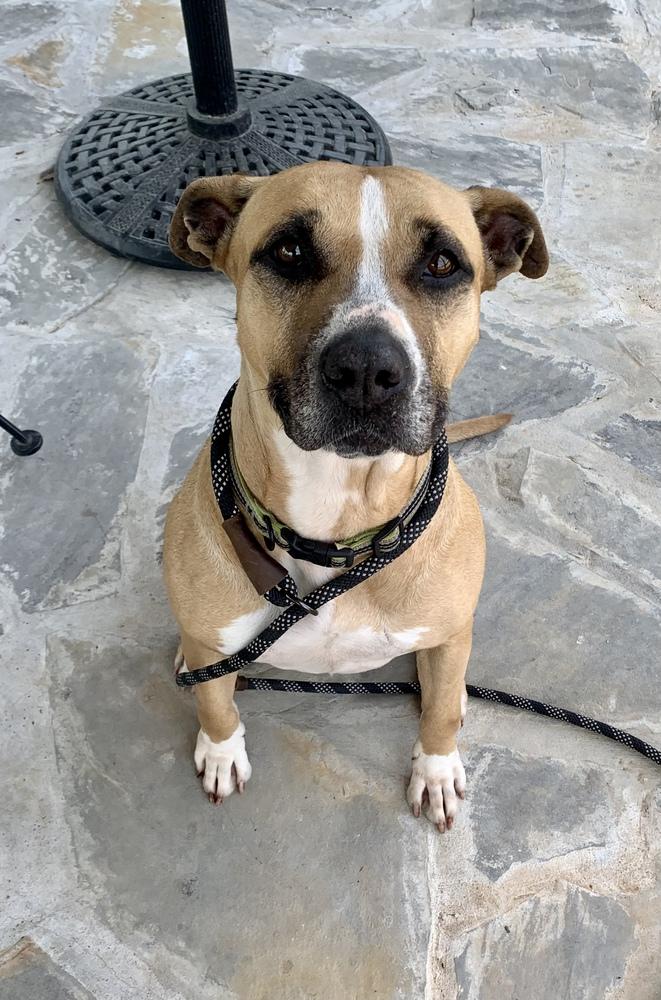 Enlarge Ms. Sandy, a Adopted mixed breed in Jackson, GA image 2/2