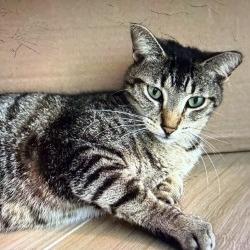 Tabs, Adoptable, Adult Female Domestic Short Hair.
