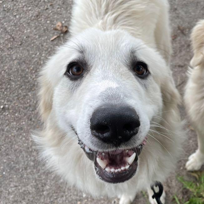 Enlarge Dawson, a Adoptable Great Pyrenees in Waggaman, LA image 1/1