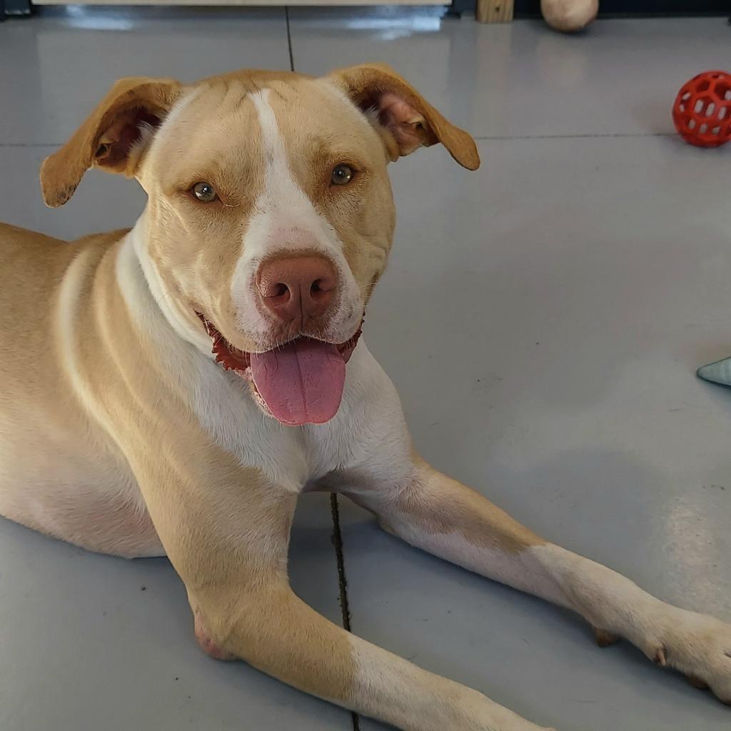 Ody, a Adoptable Mixed Breed in Ponca City, OK image 1/6