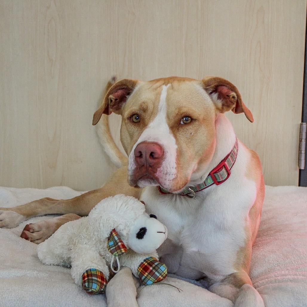 Ody, a Adoptable Mixed Breed in Ponca City, OK image 5/6