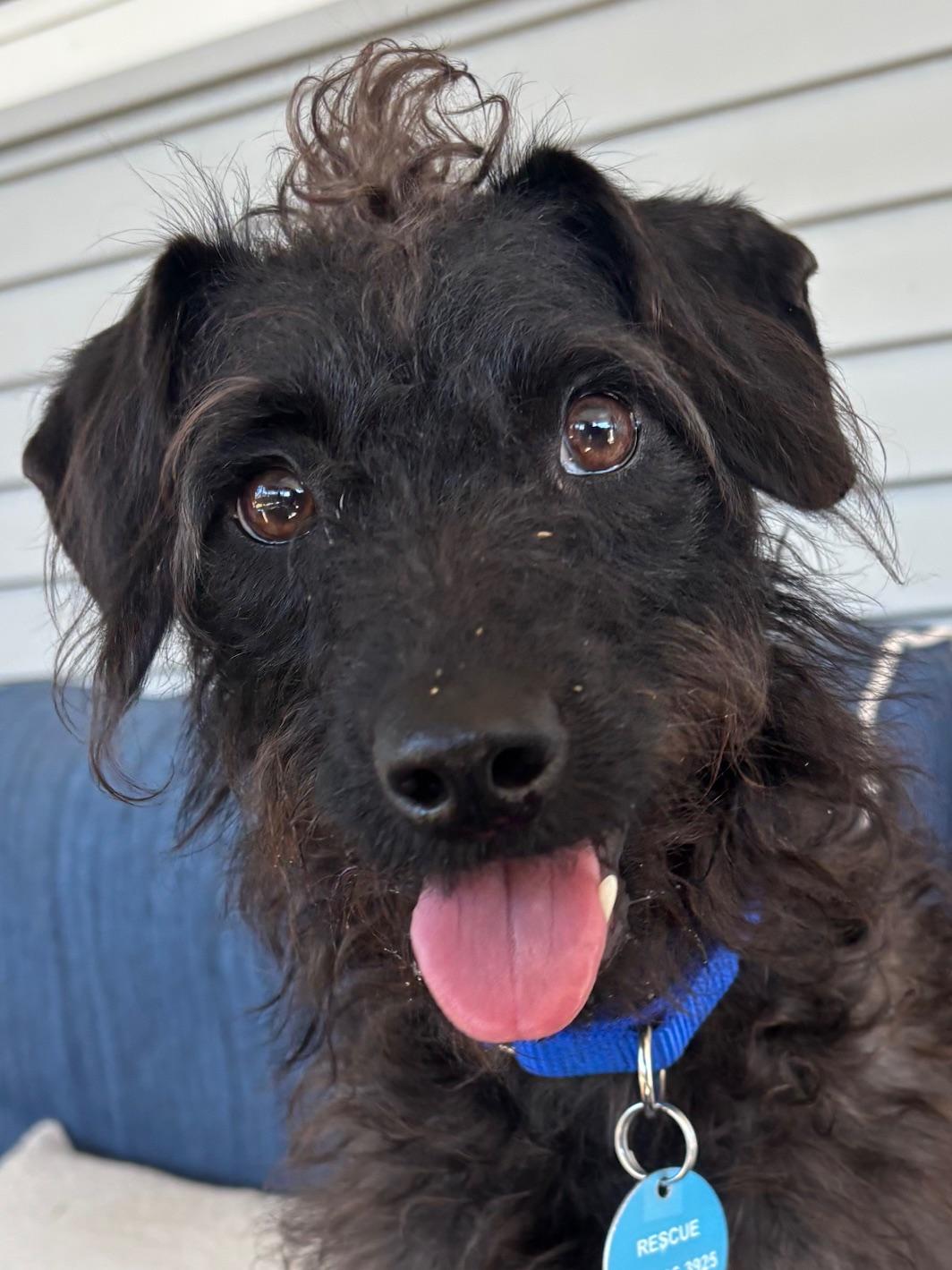 Barbie, ADOPTABLE, Young Female Poodle.