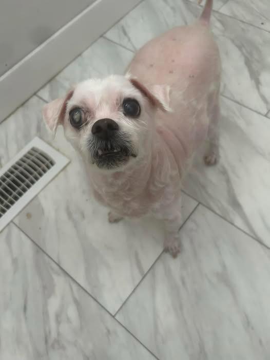 Enlarge Sammy Jo, a Adoptable mixed breed in Kettering, OH image 2/4